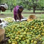 టోటాపురి మామిడి రైతులకు అండగా ఏపీ ప్రభుత్వం